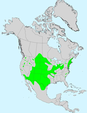 North America species range map for Prairie Sunflower, Helianthus petiolaris: Click image for full size map.